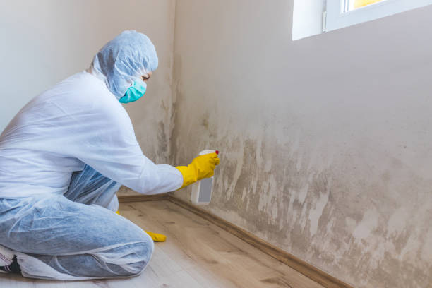Black mold inspection in Reedsville