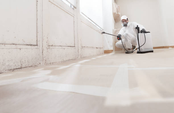 Black mold remediation team in Reedsville